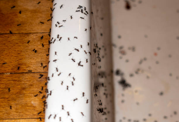 Best Pest Prevention Services  in Pennington, NJ