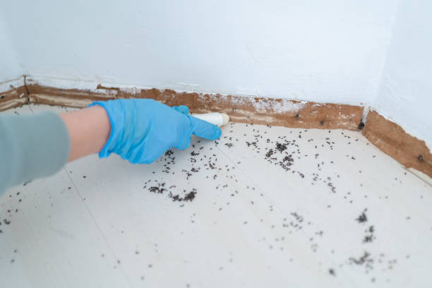 Trusted Pennington, NJ Pest Control Experts